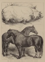 Le Salon agricole royal à Oxford, animaux primés